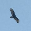 A rare Southwestern hawk flew over NYC last weekend